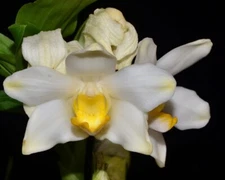 Chysis bractescens Bloom size Hanging Pot Fragrant
