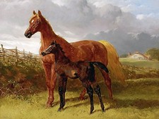 CHESTNUT MARE AND FOAL IN A FIELD Horse Accent Tile Mural Kitchen Backsplash 8x6