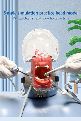 Dental Manual Manikin Simulator Phantom Head Model Training Model for Desk Table - Picture 14 of 15