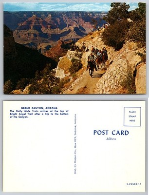 Grand Canyon Arizona Mule Train Trail Postcard