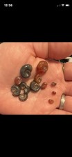 PINK BLUE RAMSHORN SNAILS OF EVERY SIZE. Pack of 15.