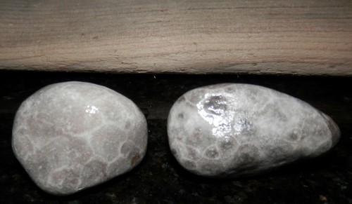 3 pcs Driftwood + 6 Petoskey Stones Crafts Northport Lake Michigan Cathead Bay - Picture 4 of 12