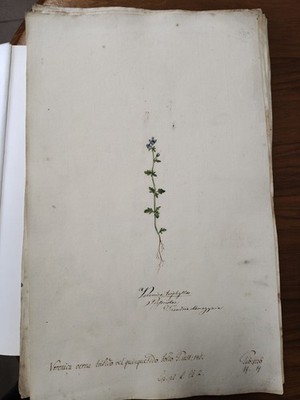 Gouachen aus dem 18. Jahrhundert, handgemalte Flora