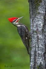 Pileated Woodpecker by Matthew Huras Fine Art Print Bird Wildlife 16x23
