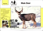 Dr Jim Stamps Maximum Card Deer Forever Winter Scenes Cancel Fdc