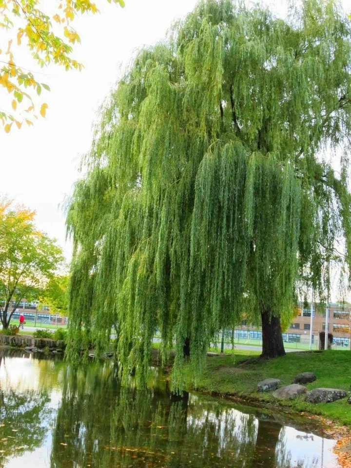 Salice Piangente "Salix Babylonica" Pianta in Vaso H 120/140 Cm - Immagine 4 di 4