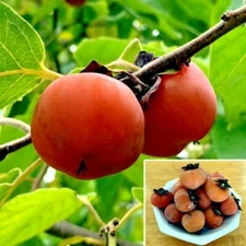 PERSIMMON TREE SEEDS Diospyros Virginiana SUGAR PLUM Fruit Plant COLD HARDY 4-9