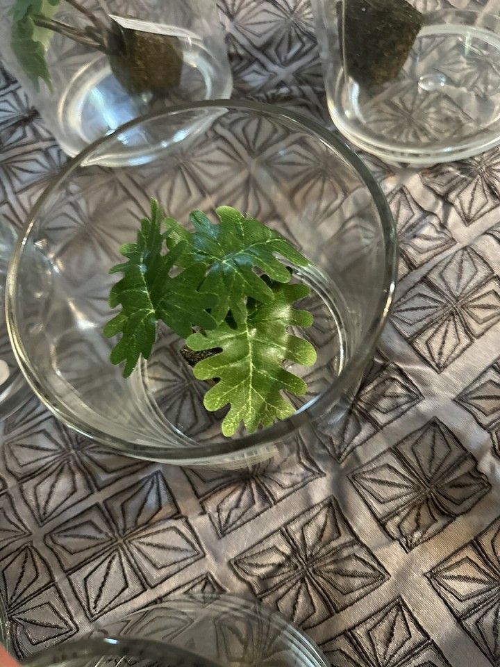 4Heavy Nice Clear Glass Terrarium Garden Bowls 5” X 5” W/Small Plant