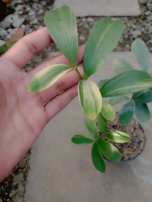 Zamia Furfuracea Variegated Beauty + Free Phytosanitary