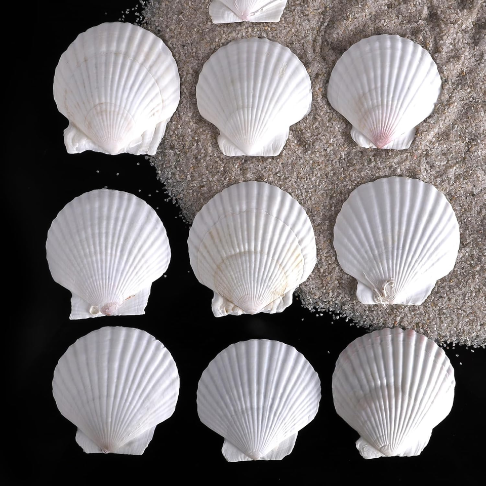 30 PCS 2.5-3 Inch Natural White Scallop Shells Sea Shells for DIY Craft ...