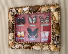 Vintage Taxidermy Butterfly Display Case, Natural History Wall Art, Shell Frame