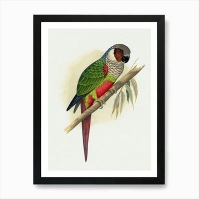 Papagei 7 Kunstdruck gerahmt Wandbild Poster Leinwanddruck Bild