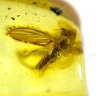 Baltic Amber Insect Inclusion and 4x Magnifying Case includes COA