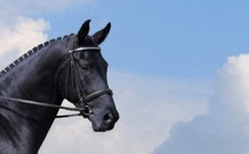 Neem Show Horse Conditioner 500mls