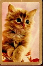 Vintage Kitten / Cat Swap Card #24