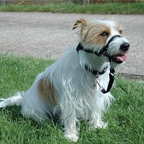 Halti Optifit Headcollar For Dogs, Perfect to use on Headcollar (Pack of 1) - Picture 3 of 3