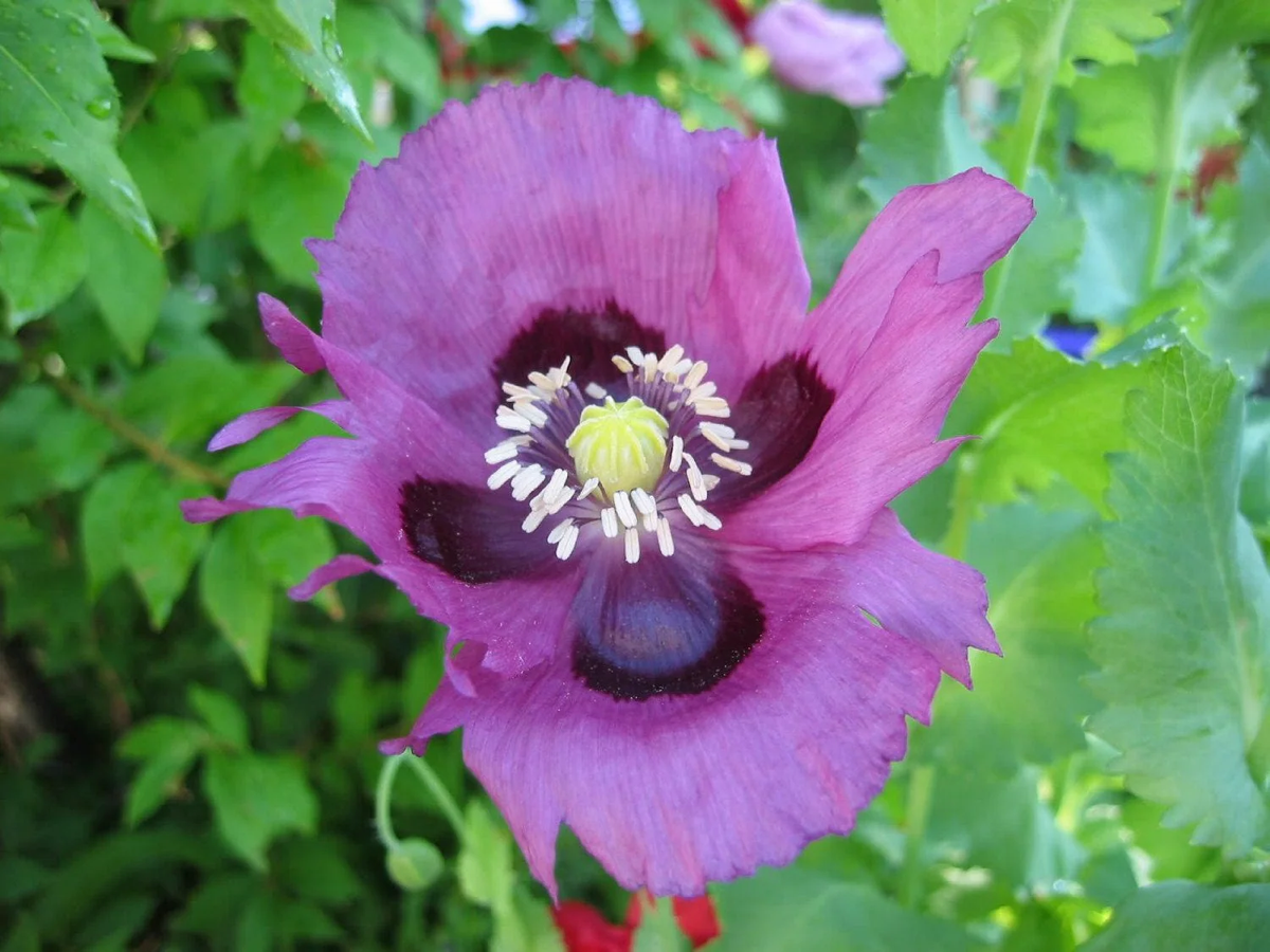 400 PERSIAN BLUE POPPY Papaver Flower Seeds | eBay