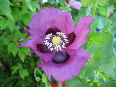 SEEDVILLE USA 400 PERSIAN BLUE POPPY Papaver Flower Seeds