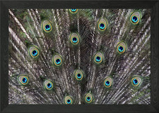 fin fur green Framed Wall Art Poster Canvas Print Picture