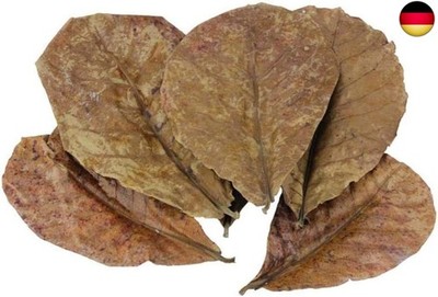 POFET Pack of 10 Catappa Indian Almond Leaves Ketapang Leaf Shrimp Betta Fish
