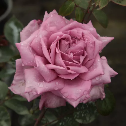 CL Rose Orchid Masterpiece Bareroot Bush Shrub Plant Pretty Unique Color Blooms