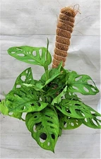 Monstera Swiss Cheese Plant – Rare Monstera adansonii | 3″ Live Indoor Houseplan