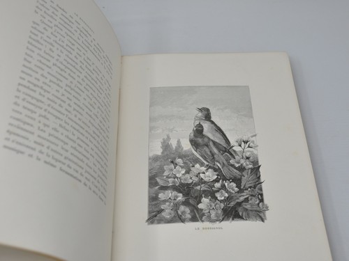 ORNITHOLOGIE THEURIET Nos oiseaux Giacomelli launette 1887 - Bild 7 von 8