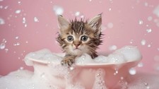 Cute Kitten Photo Digital Product Wallpaper Image Picture Background for a print