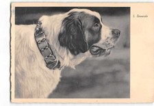 620 01 CANE DOG SAN BERNARDO