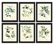 Olive Botanical Wall Art Set of 6 Prints Beautiful Antique Vintage Unframed