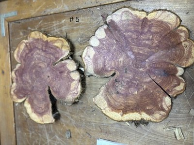 2 Live Edge Red Cedar Rounds, Cookies, Wood Working, Craft Wood, 10''-14''x 1 1/2''