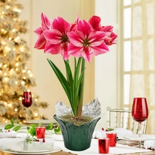 Gervase Pink Flowering Amaryllis (Hippaestrum) Bulb Holiday Gift Kit, Planted in