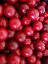 Cherry Plum Tree Seeds for Planting - Prunus cerasifera - Popular Tree/Bonsai