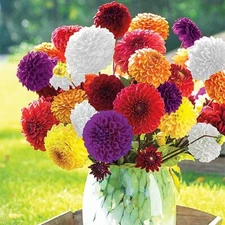 BALL DAHLIA MIXTURE 3 Bulb Tuber Clumps  * MAKES A STRIKING BOUQUET * Zones 3-10