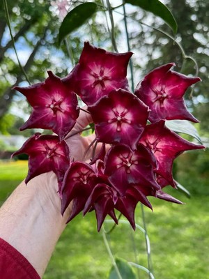 Real Picture Hoya Macgillivrayi Rare Plant