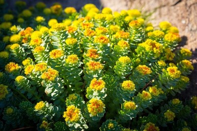 25 ROSEROOT STONECROP Golden Rose Root Sedum Rhodiola Rosea Yellow Succulent Flo