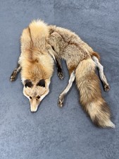 Vintage Genuine Red Fox Fur Stole Shawl Wrap Real Fur Taxidermy Scarf Art