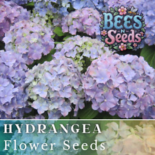 Royal Dream Hydrangea Seeds 85 or 250 Seeds Flower, Flower Seeds, Non GMO