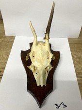 Genuine Taxidermy Deer Roe Skull with Mount 3/3