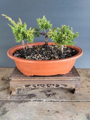 Shimpaku Bonsai Group | eBay
