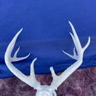 Weathered 152” Wild Whitetail Deer Antler  Horn European skull shed — photo 5