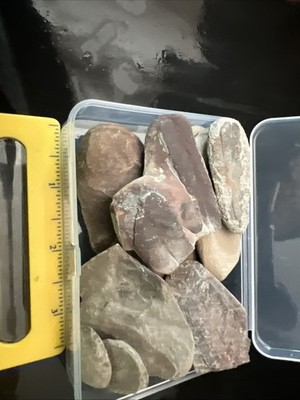 Mixture Of IN Fern Fossils. Cleaning Out The Box . Nice Assortment 200 Million!