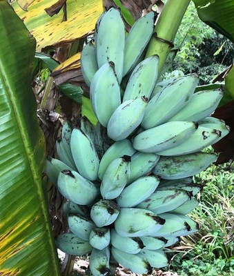 Blue Java Banana 250+ Seedss (Musa acuminata × balbisiana) Var. Blue Java
