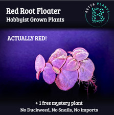 20 Leaf Red Root Floaters Live Aquarium Floating Plant Easy Low Tech RED Plant