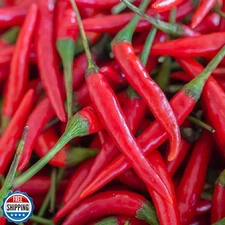 Cayenne Pepper Seeds for Planting Outdoors | Non GMO Heirloom See