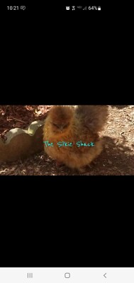 Silkie Hatching Eggs Half Dozen (6)