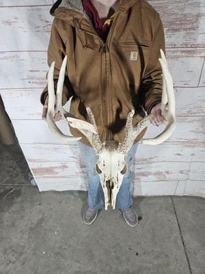 #ad #ad Wild 8 Point Whitetail Deer Antler Rack Horn Skull European Mount Man Cave 134quot; $145.00