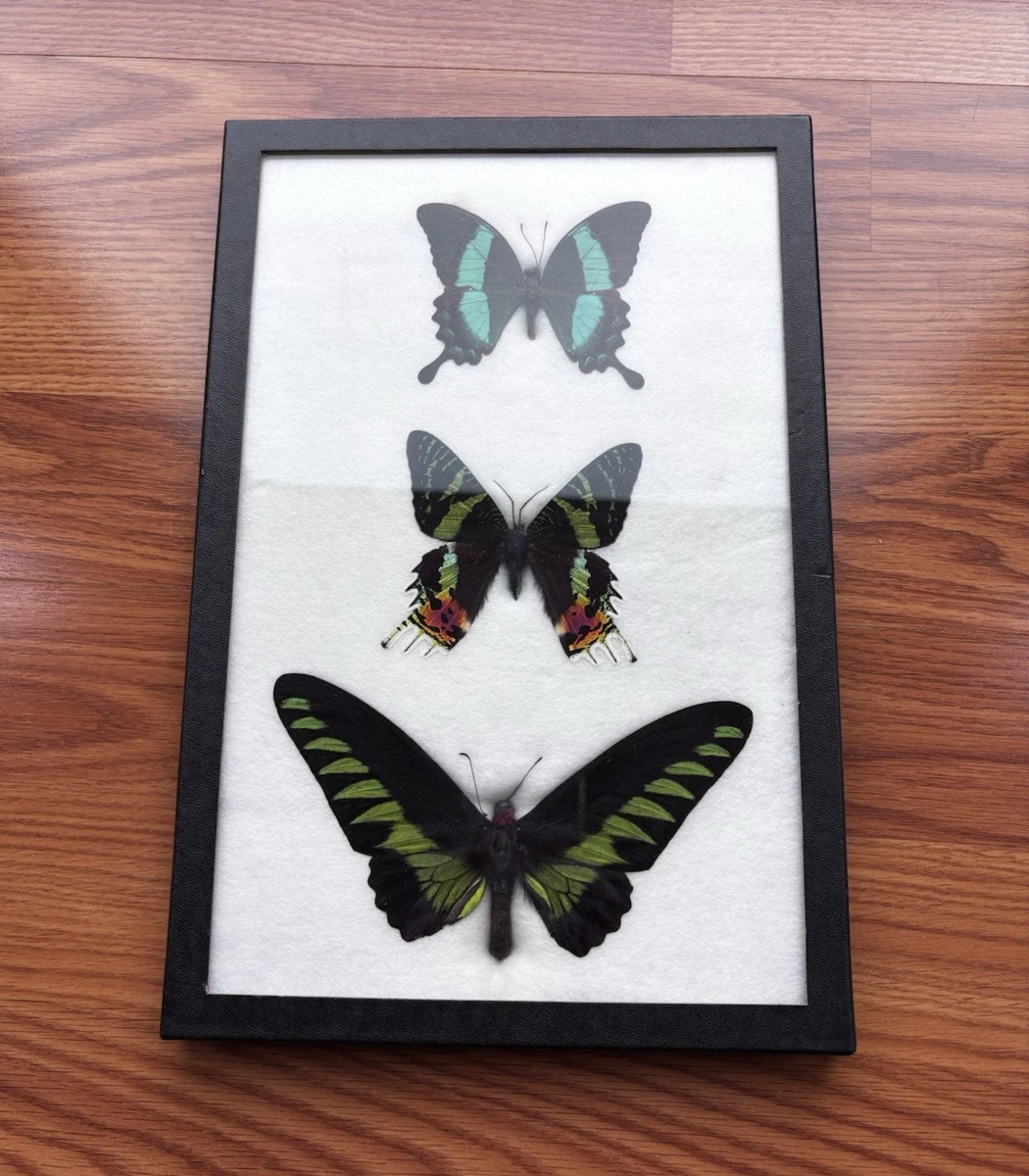 复古蝴蝶标本剥制术| eBay