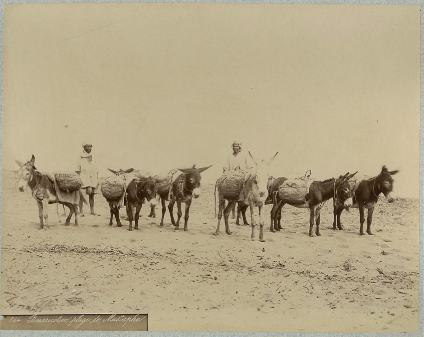 Photo Algeria Original Vintage Album Print circa 1880