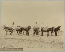 Photo Algérie Tirage Albuminé Original d'époque Vers 1880